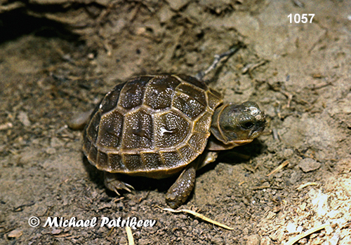 Horsfield's Tortoise (Testudo horsfieldii)